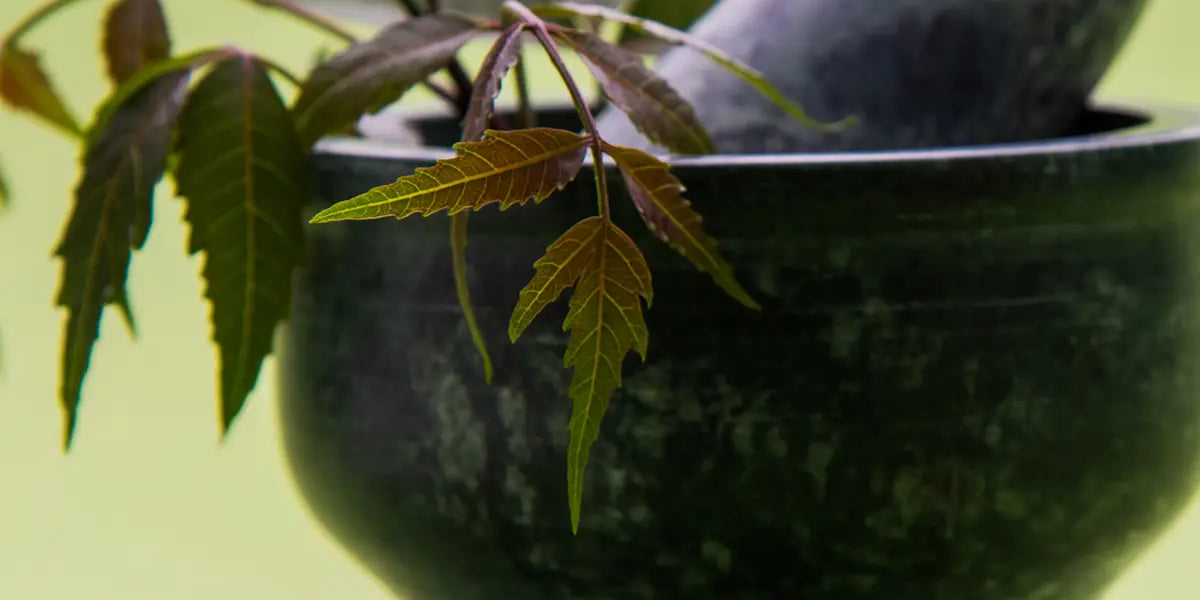 What is Neem Oil Used For: The Benefits and How to Use - Table test