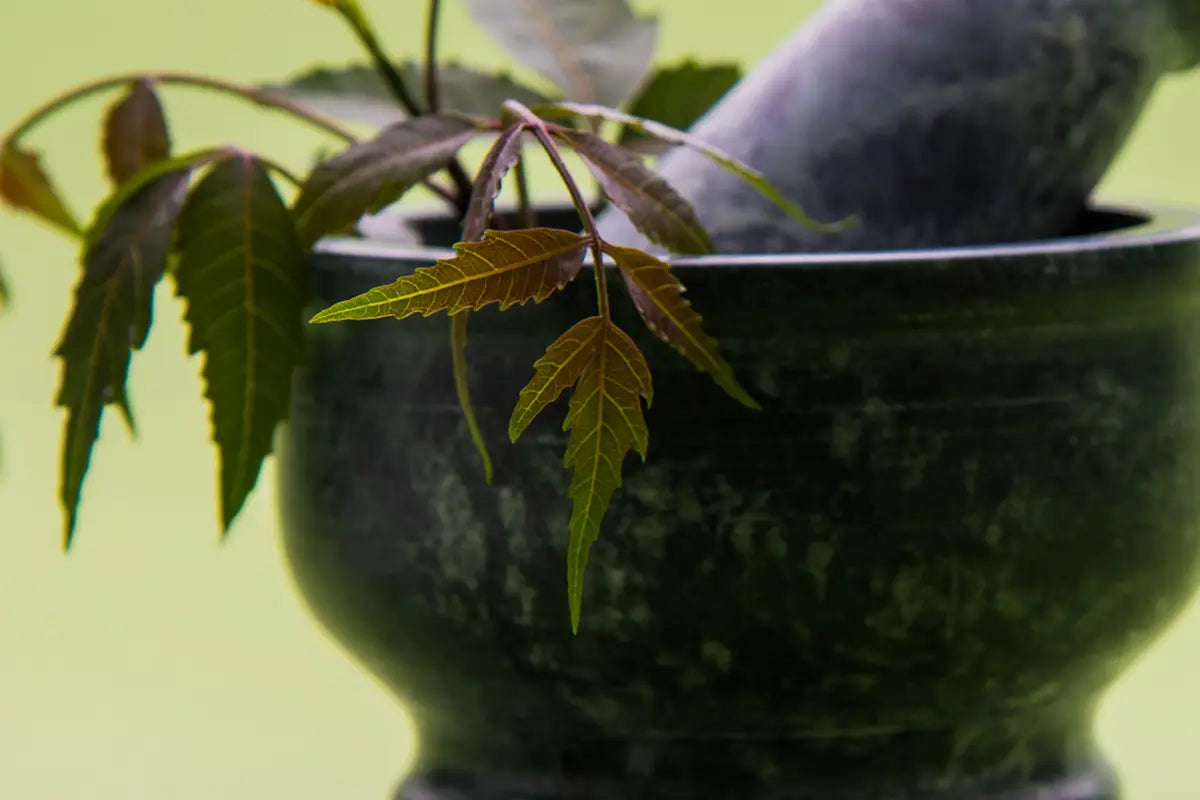 What is Neem Oil Used For: The Benefits and How to Use - Table test