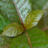 Close-up of green Adulsa leaves with water droplets on a blurred green background