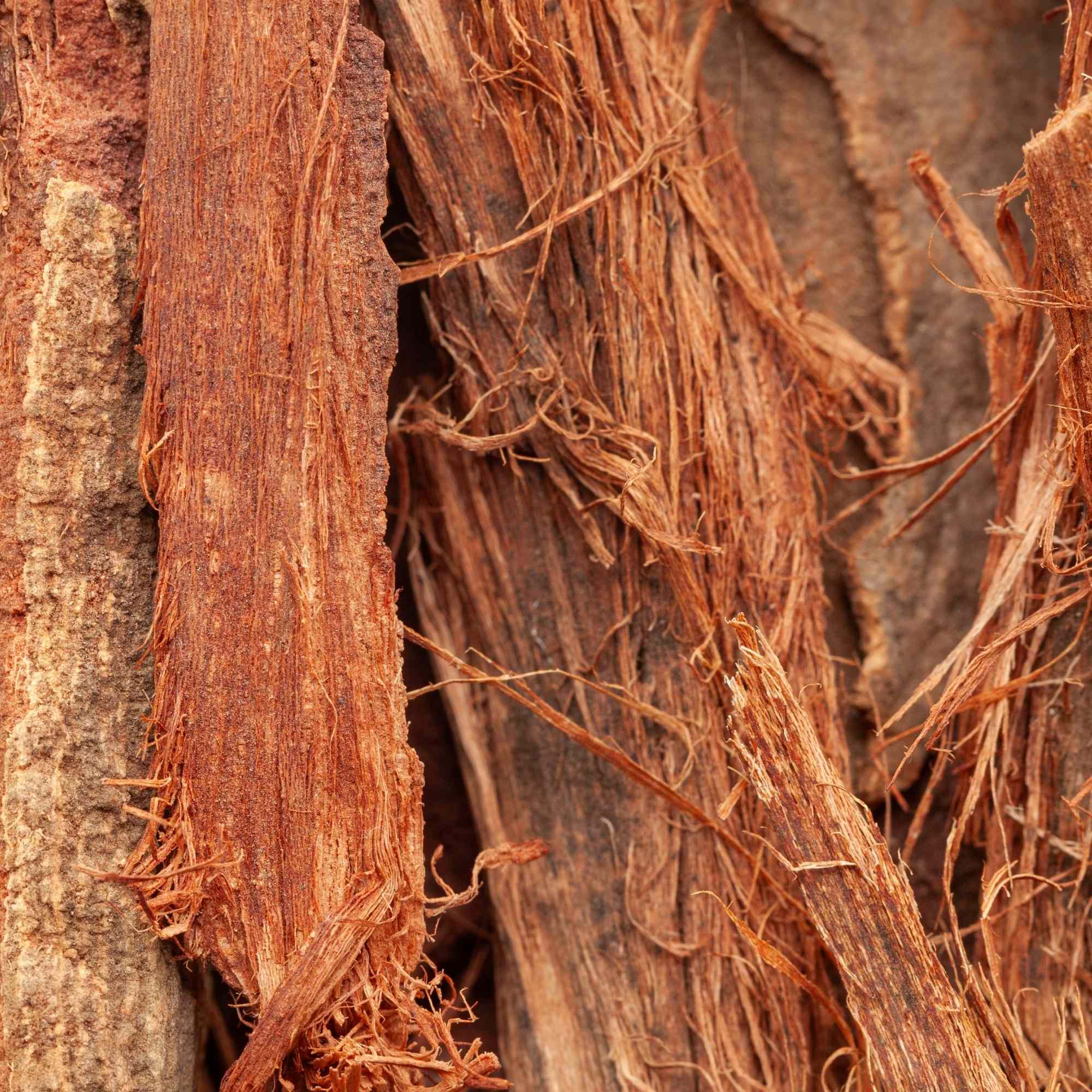 Close-up of textured Arjuna bark surface with intricate patterns