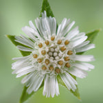 Close-up of a Bhringraj flower with green leaves on a blurred green background
