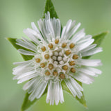 Close-up of a Bhringraj flower with green leaves on a blurred green background