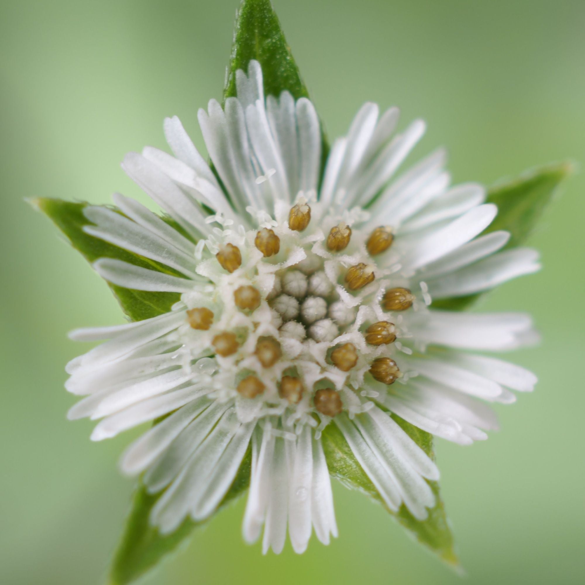Close-up of a Bhringraj flower with green leaves on a blurred green background