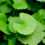 Close-up of green brahmi  leaves with a blurred background