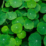 Close-up of green Brahmi leaves with a dark background