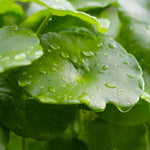 Close-up of Centella leaves with water droplets on a blurred green background