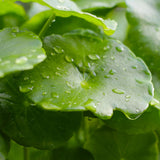 Close-up of Centella leaves with water droplets on a blurred green background