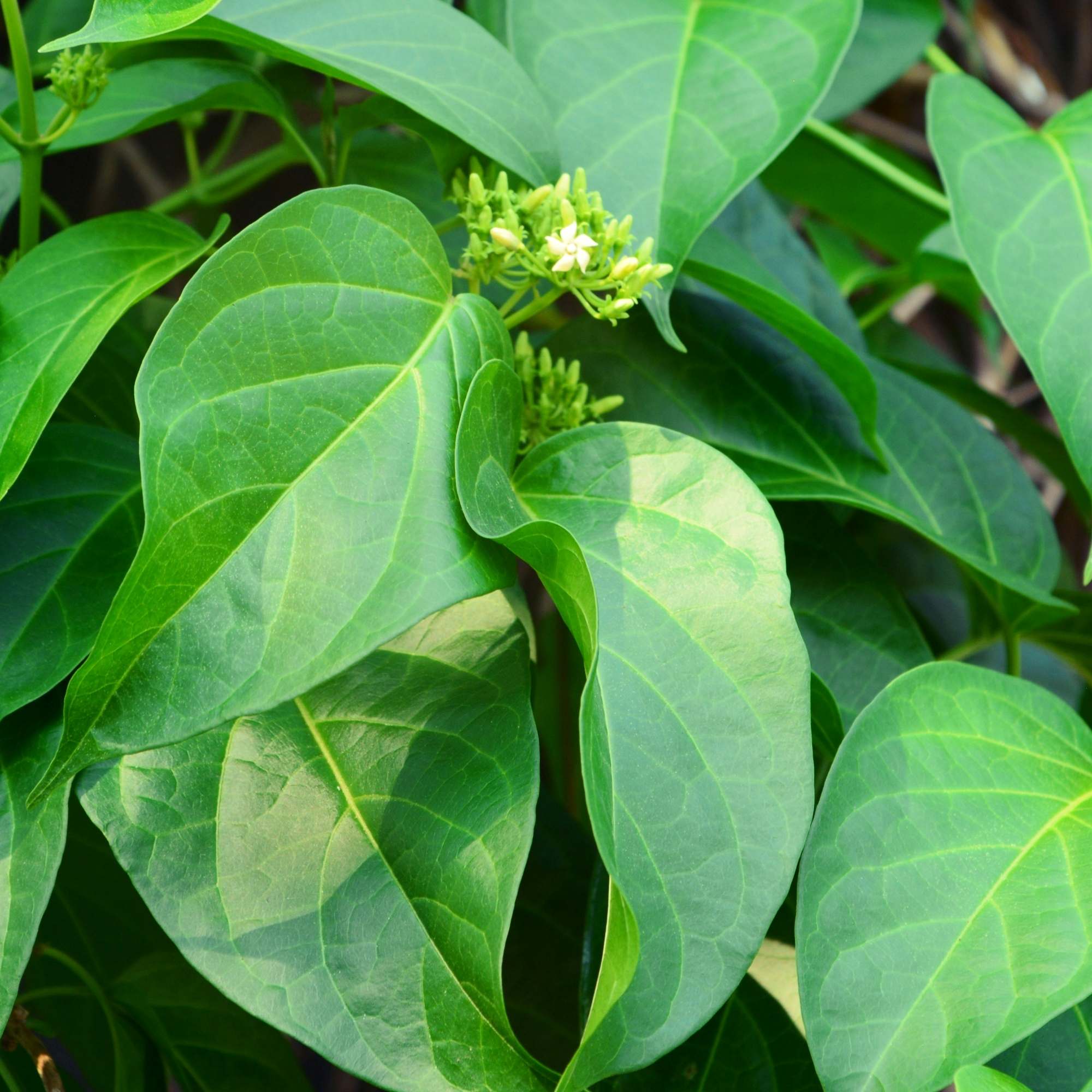 Close of Gymnema sylvestre leaves, used for diabetes