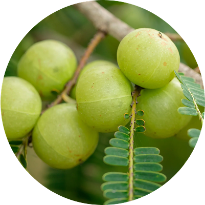 Amla