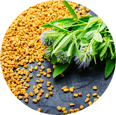 Fenugreek