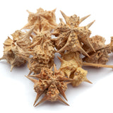Tribulus terrestris | Gokshura Powder