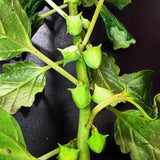Close-up of Gokshura plant buds and leaves on a dark background