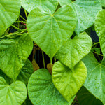 Close-up of green guduchi giloy leaves with water droplets on a dark background