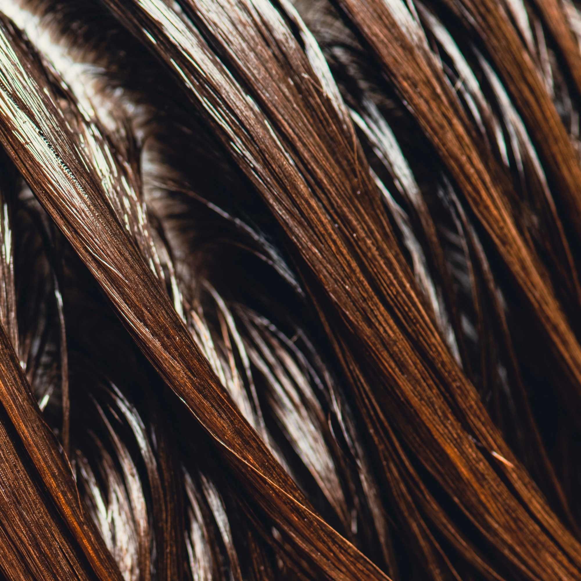 Close-up of brown hair strands