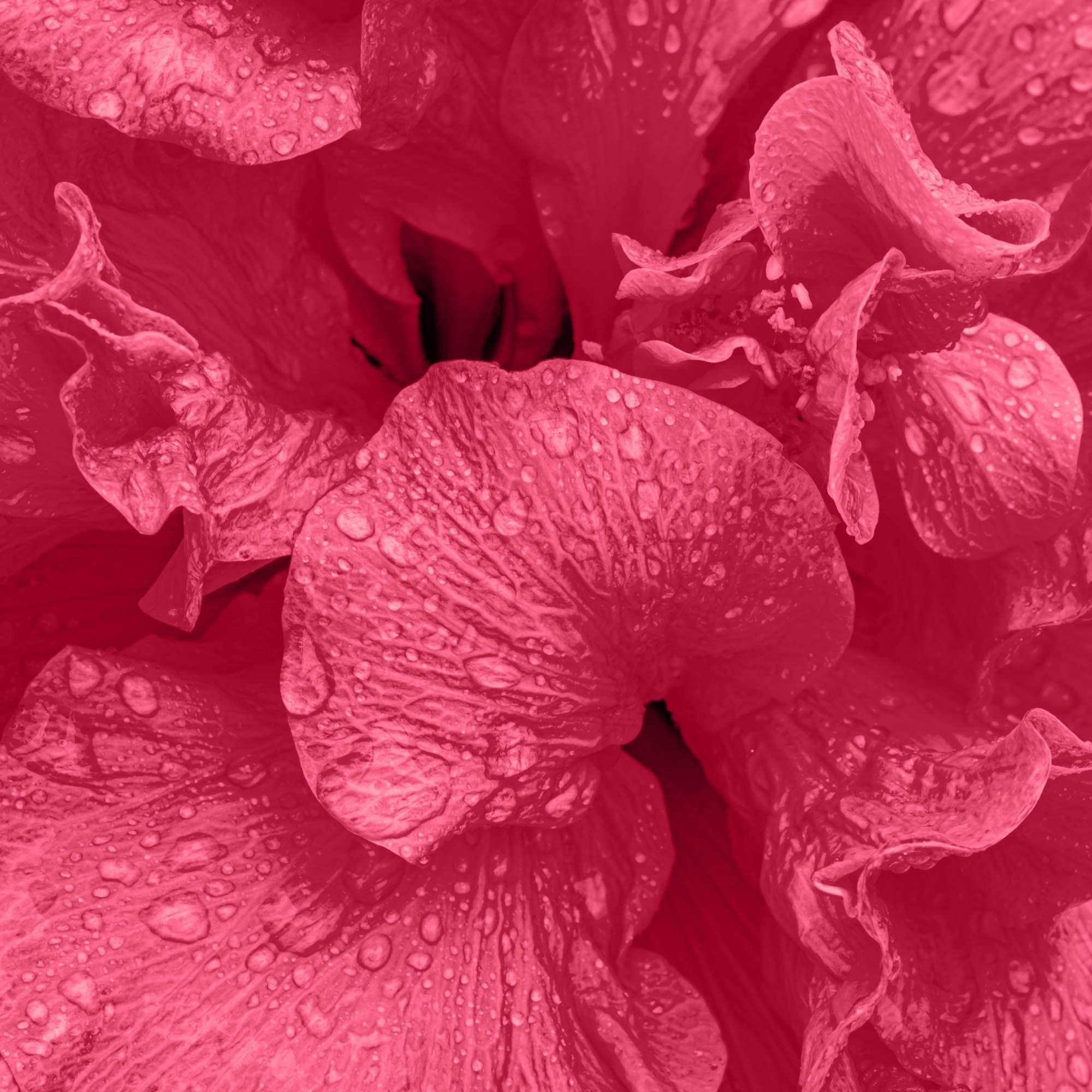 Close-up of Hibiscus flowers with water droplets on petals