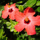 Two hibiscus flowers with green leaves in the background