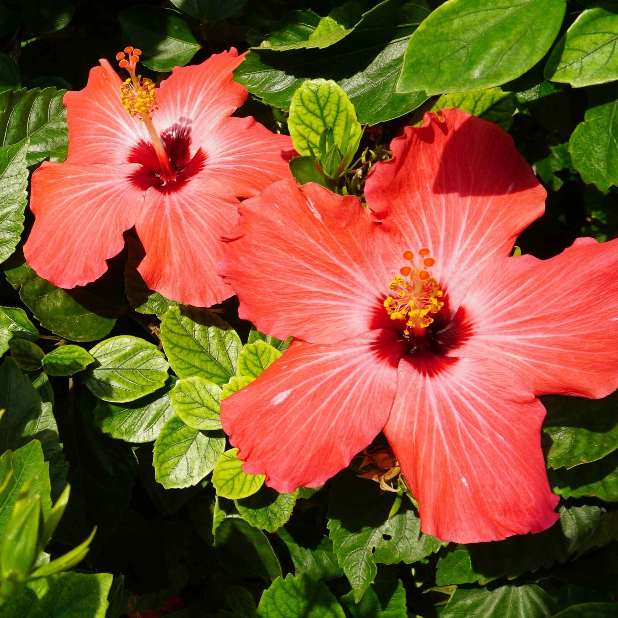 Two hibiscus flowers with green leaves in the background