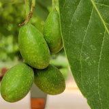 Himej | Chebula | Capsules