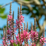 Close-up of pink flowers with a blurred natural background