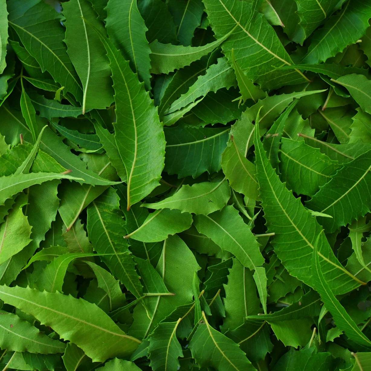 Neem Oil - Organic Cold Pressed
