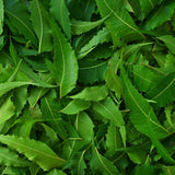 Bunch of Neem Leaves