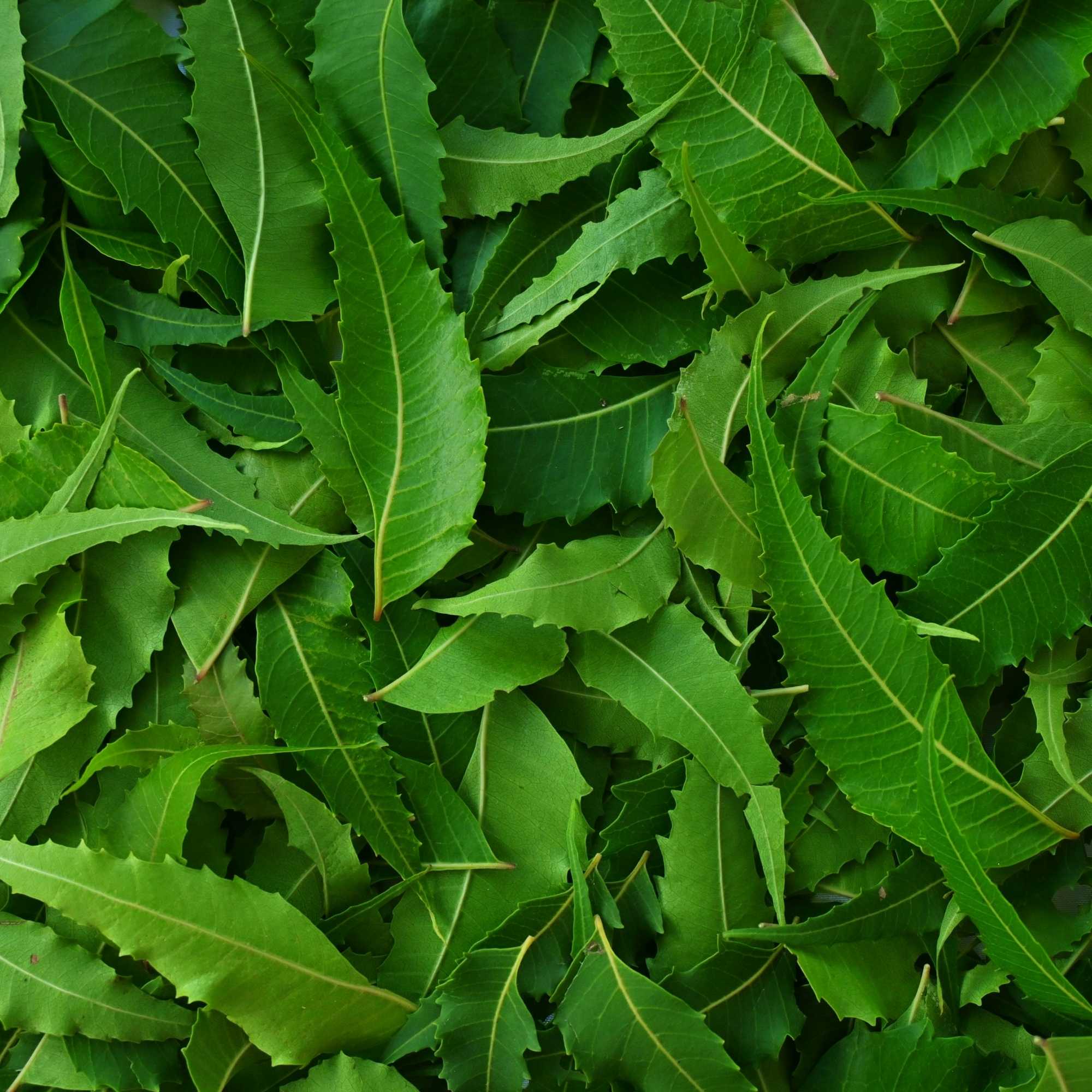 Bunch of Neem Leaves