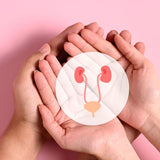 Hands holding a diagram of the urinary system on a pink background