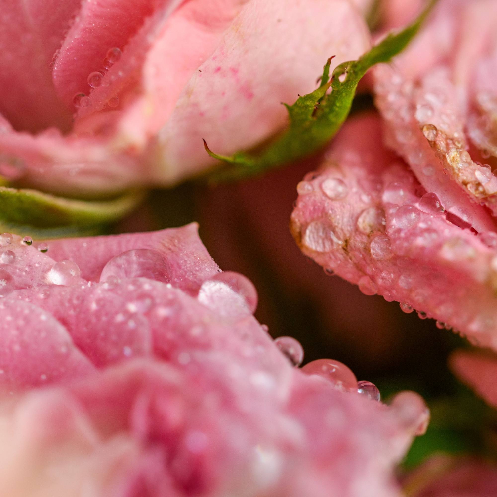 Close-up of pink flowers with water droplets on petals
