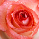 Close-up of a pink rose with water droplets