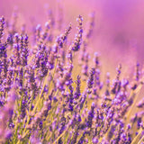 Close-up of lavender flowers with a soft focus background