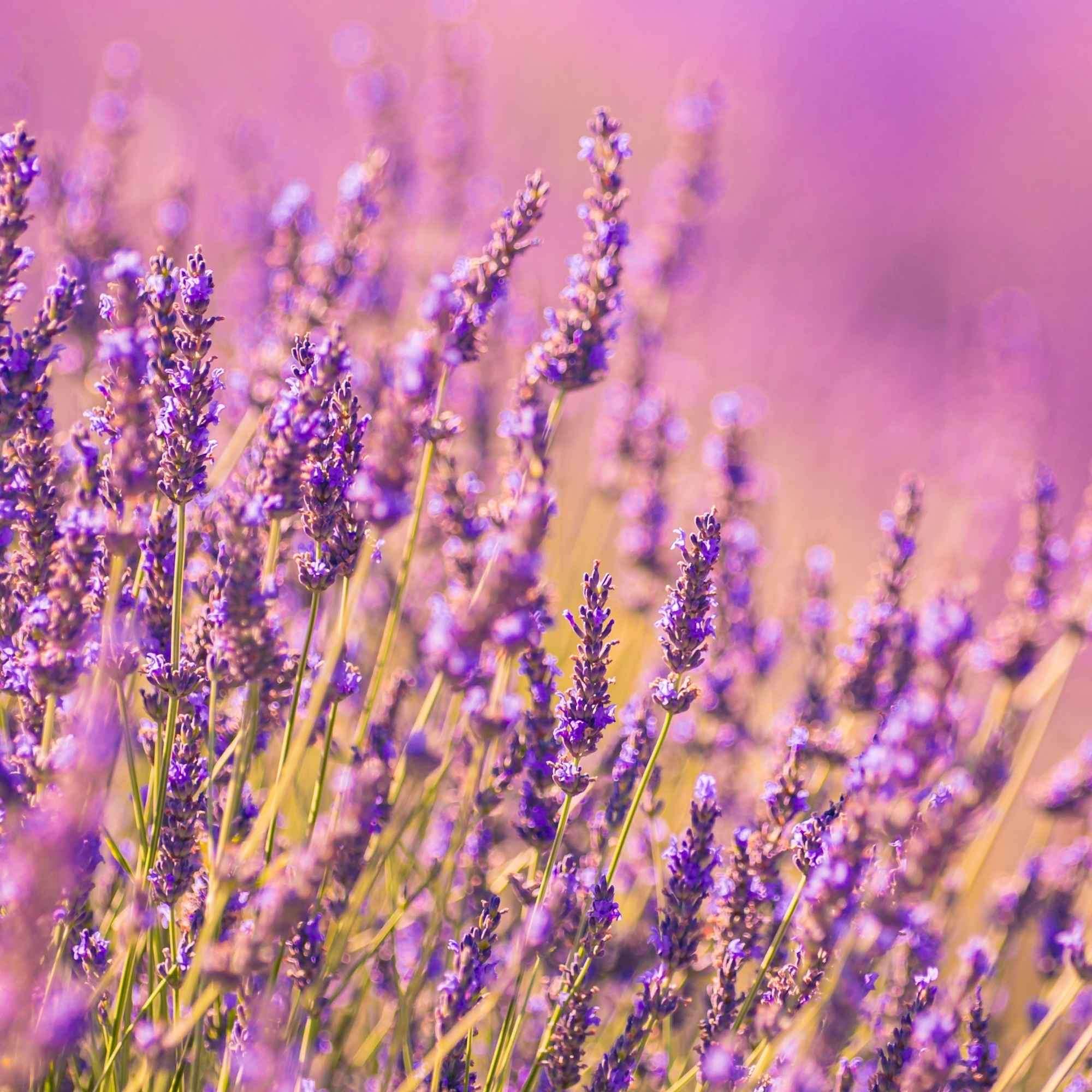 Close-up of lavender flowers with a soft focus background