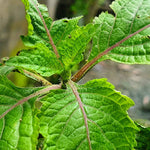 Close-up of Patchouli green leaves with a blurred background