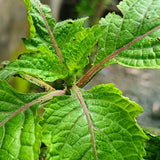 Close-up of Patchouli green leaves with a blurred background