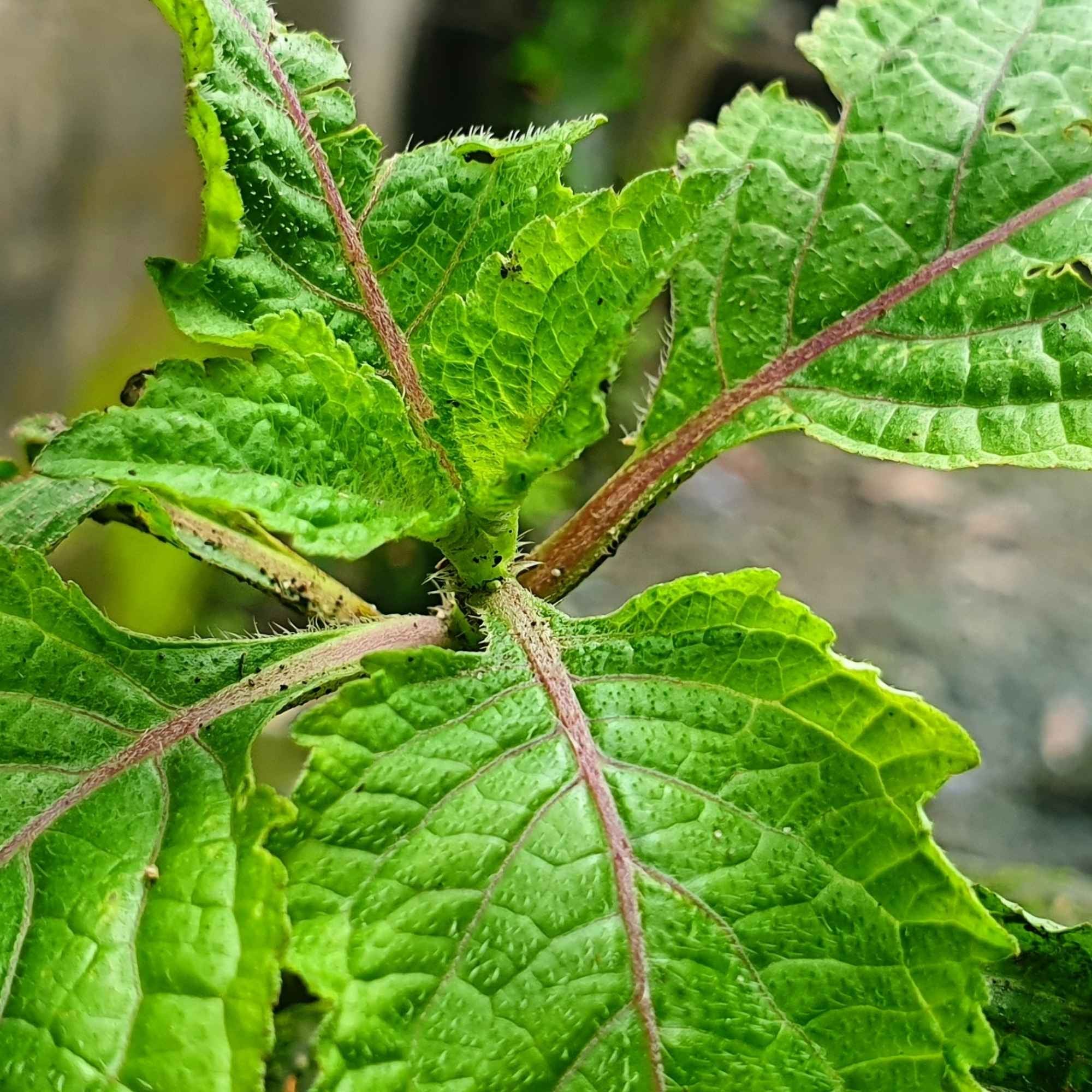 Close-up of Patchouli green leaves with a blurred background