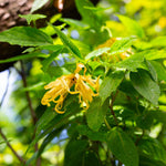 Ylang Ylang flowers on a green plant with blurred background