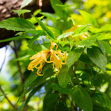 Ylang Ylang flowers on a green plant with blurred background