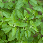 Close-up of green Tulsi leaves with a blurred natural background