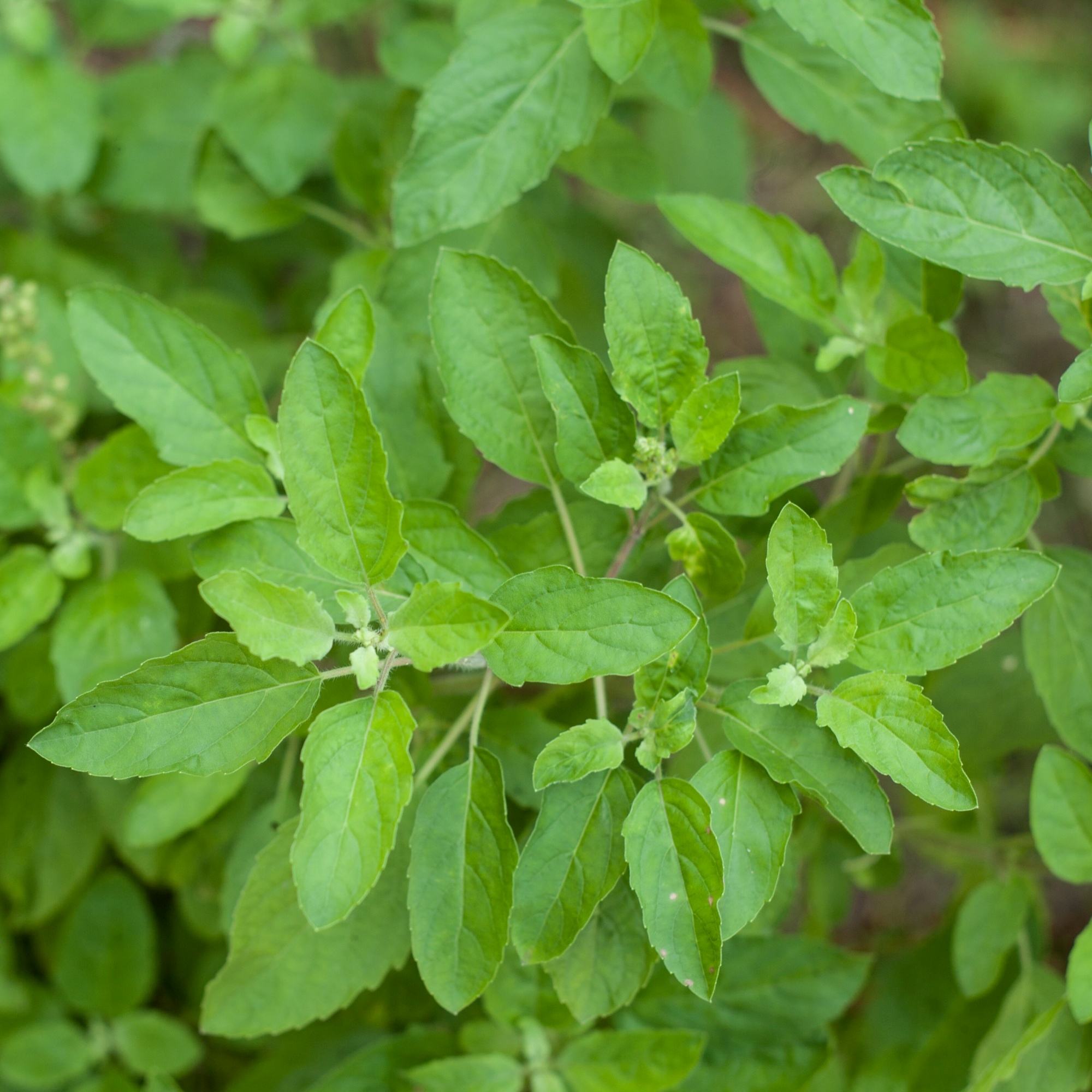 Close-up of green Tulsi leaves with a blurred natural background