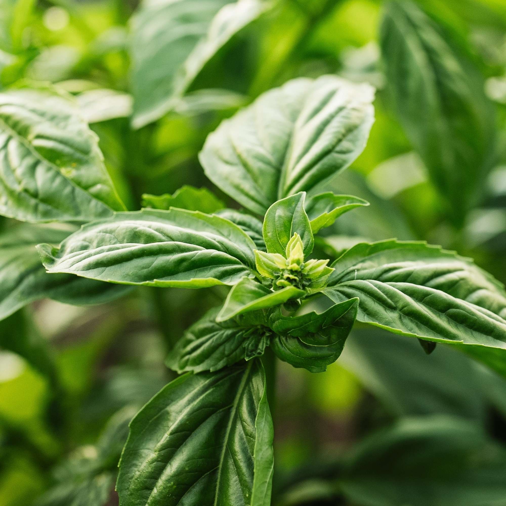 Close-up of a basil plant with green leaves