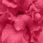 Close-up of Hibiscus flowers with water droplets on petals, ingredient used in the Ayumi Volume and shine shampoo