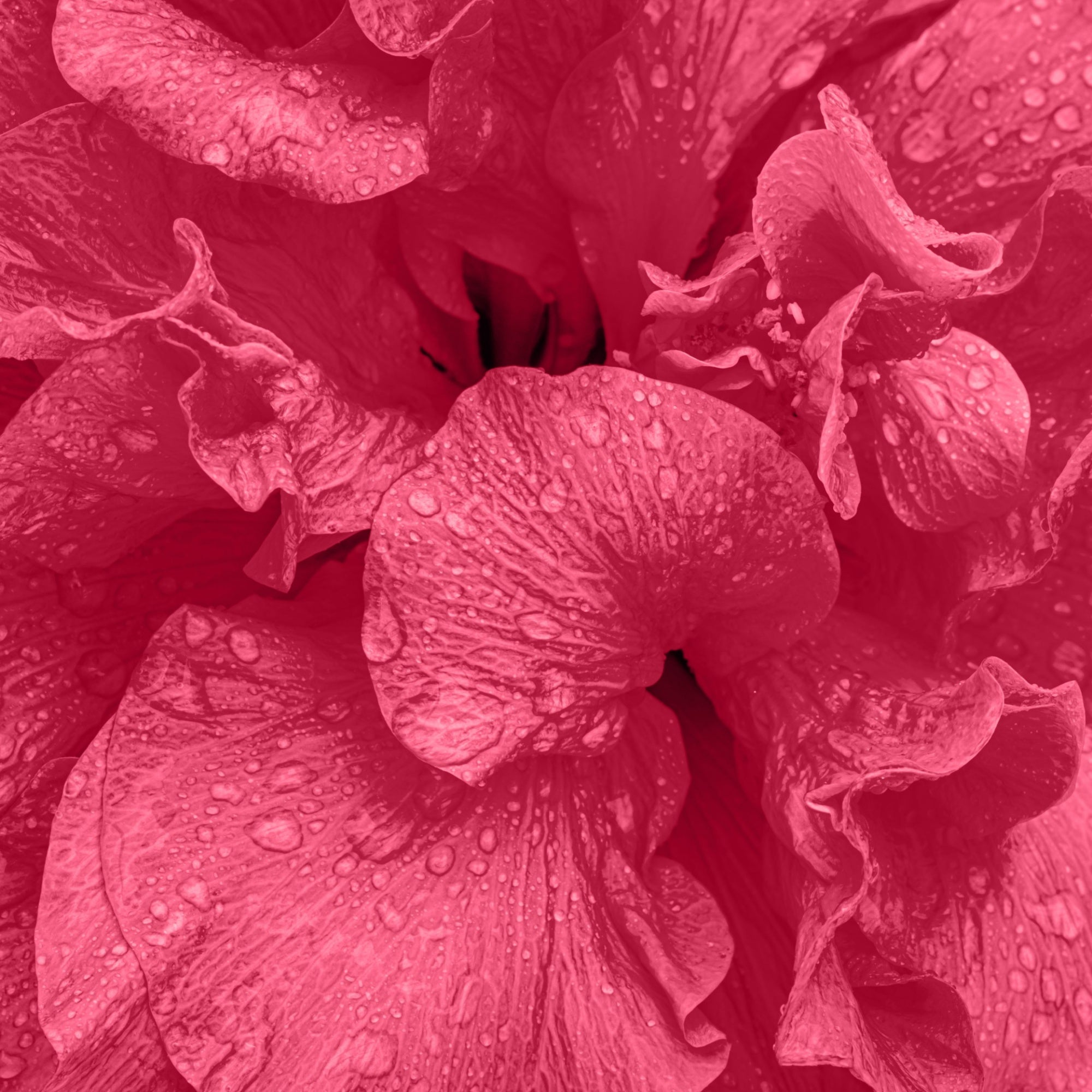 Close-up of Hibiscus flowers with water droplets on petals, ingredient used in the Ayumi Volume and shine shampoo